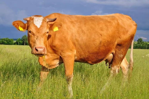 荷蘭鼠飼養(yǎng)注意事項,寵物兔飼養(yǎng)的注意事項,肉牛飼養(yǎng)管理注意事項