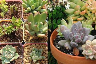 養(yǎng)殖,注意事項,方法,發(fā)財樹