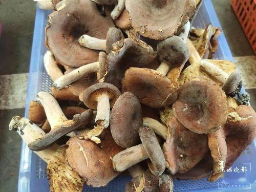 注意事項,黑雞樅菌