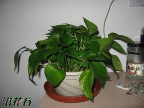 繁殖,養(yǎng)殖,注意事項,方法