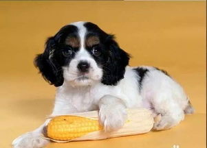 小狗第一次來(lái)月經(jīng)注意事項(xiàng),狗狗來(lái)月經(jīng)了注意事項(xiàng),泰迪來(lái)月經(jīng)了注意事項(xiàng)