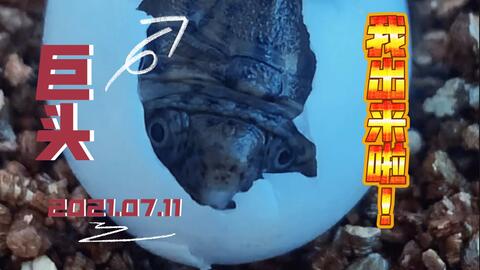 孵化烏龜?shù)暗淖⒁馐马?xiàng)