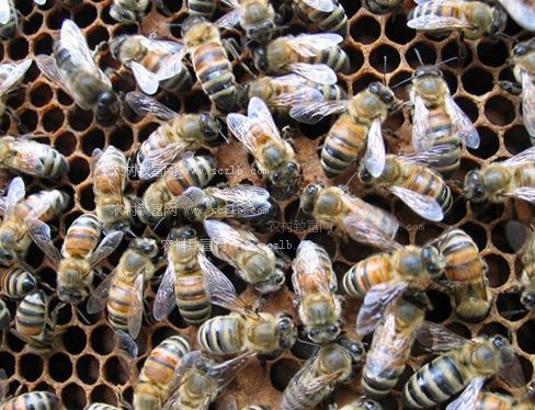 蜜蜂轉(zhuǎn)場(chǎng)注意事項(xiàng)