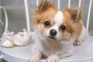 哺乳的狗打疫苗的注意事項(xiàng)