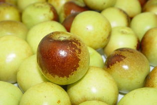 大棚,注意事項(xiàng),冬棗