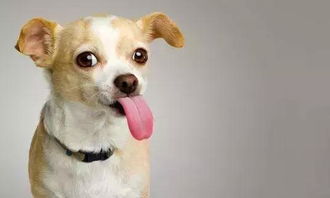 英國養(yǎng)狗注意事項