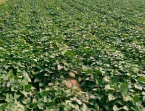 分苗的注意事項(xiàng),分株的注意事項(xiàng),君子蘭分株注意事項(xiàng)