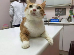 公貓母貓一起養(yǎng)會怎樣,家里公貓和母貓一起養(yǎng),公貓母貓從小一起養(yǎng)