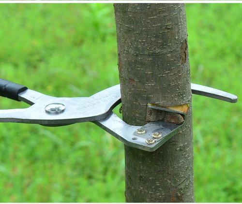 環(huán)割的注意事項,蘋果樹移栽注意事項,種植蘋果樹的注意事項