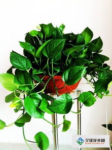 綠蘿的養(yǎng)殖方法和注意事項怎么繁殖,綠蘿的養(yǎng)殖方法和注意事項盆栽,大葉綠蘿的養(yǎng)殖方法和注意事項