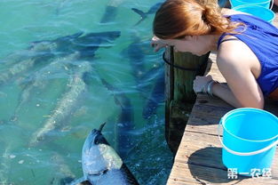 魚換魚食注意事項,冬天金魚換水注意事項,成品魚下塘的注意事項