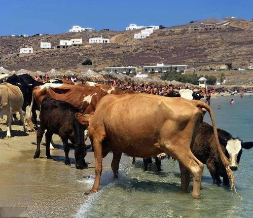 養(yǎng)牛禁忌和養(yǎng)牛注意事項(xiàng),冬季養(yǎng)牛的注意事項(xiàng),秋季養(yǎng)牛注意事項(xiàng)