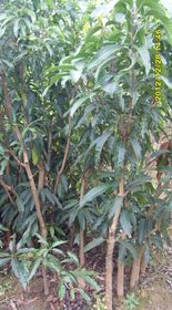 芒果樹苗的移植的注意事項