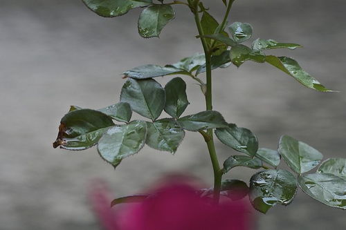 長壽,養(yǎng)殖,注意事項,方法