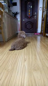 貴賓生產(chǎn)后注意事項(xiàng)