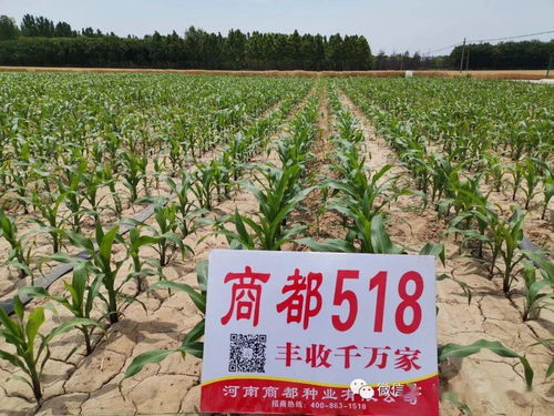 比空玉米播種注意事項(xiàng)