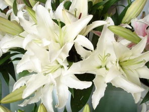 水養(yǎng)百合花的養(yǎng)殖方法和注意事項,百合花水養(yǎng)方法和注意事項,百合花種子水養(yǎng)方法和注意事項