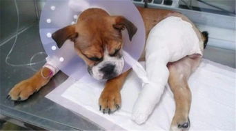 狗骨折手術(shù)后注意事項