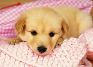 要注意,幼犬,事項(xiàng)