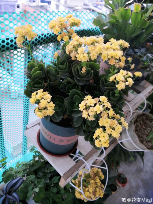 長(zhǎng)壽花換盆后注意事項(xiàng)