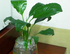 水培植物換水注意事項(xiàng)