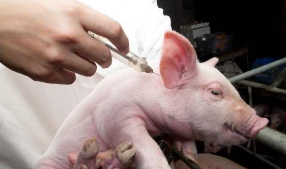 宮頸癌疫苗注意事項(xiàng),宮頸預(yù)苗注意事項(xiàng),疫苗接種后注意事項(xiàng)