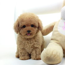 貴賓犬喂養(yǎng)注意事項(xiàng),貴賓犬幼犬飼養(yǎng)的注意事項(xiàng),貴賓犬飲食注意事項(xiàng)