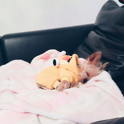 注意事項(xiàng),約克夏