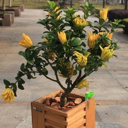 佛手,種植,注意事項,種子