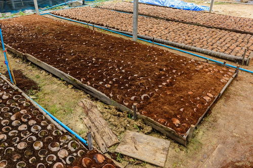 鐵掌蘭的養(yǎng)殖注意事項(xiàng)