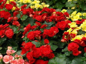 工廠化生產(chǎn)麗格海棠注意事項(xiàng)