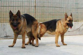 交配,注意事項(xiàng),德牧