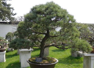 福娘五針?biāo)傻酿B(yǎng)殖方法和注意事項(xiàng),五針?biāo)上募镜酿B(yǎng)殖方法和注意事項(xiàng),TP的養(yǎng)殖方法和注意事項(xiàng)