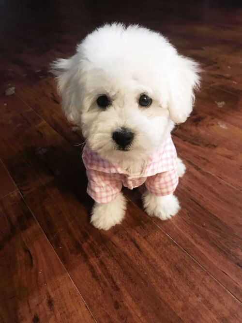 養(yǎng)小狗的注意事項,養(yǎng)小體比熊的注意事項,養(yǎng)一個月的小狗注意事項