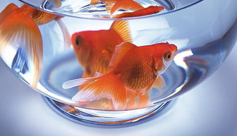 玻璃缸養(yǎng)金魚注意事項