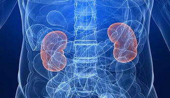 單腎切除病人注意事項(xiàng)