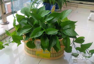 大葉綠蘿的養(yǎng)殖方法和注意事項(xiàng),綠蘿柱的養(yǎng)殖方法和注意事項(xiàng)詳解,大葉綠蘿的養(yǎng)殖方法和注意事項(xiàng)怎么辦