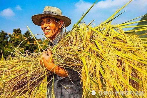 大戶種地注意事項