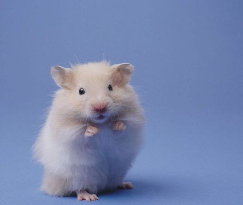 繁殖,注意事項,熱寵小寵