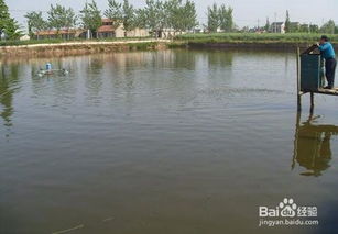 養(yǎng)魚,池塘,注意事項