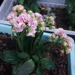 長(zhǎng)壽,繁殖,注意事項(xiàng),方法