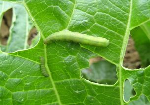 聯(lián)苯噻蟲(chóng)胺使用說(shuō)明書(shū),聯(lián)苯噻蟲(chóng)胺防治對(duì)象,聯(lián)苯噻蟲(chóng)胺顆粒劑