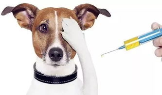 狗狗打完育苗注意事項(xiàng)