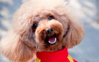 絕育,注意事項(xiàng),公泰迪做