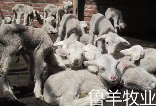 新生小貓注意事項(xiàng),新生入園注意事項(xiàng),一年級(jí)新生注意事項(xiàng)