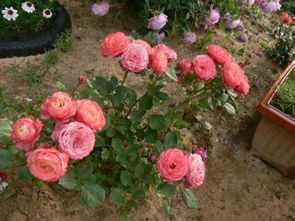 秋季月季移栽后注意事項,樹狀月季移栽注意事項,月季樹移栽注意事項