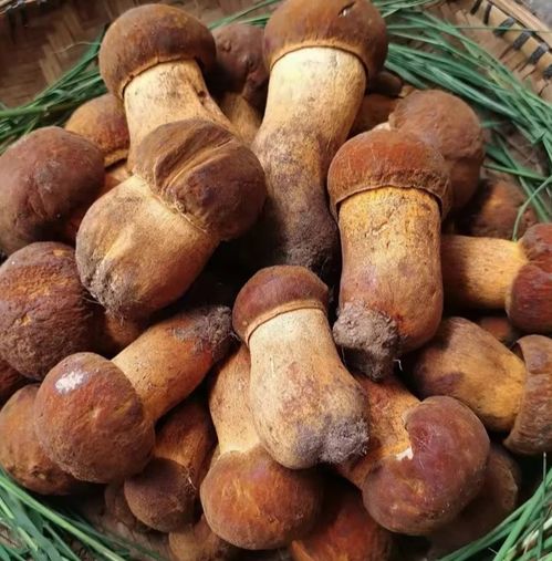 吃鮮磨菇注意事項(xiàng)