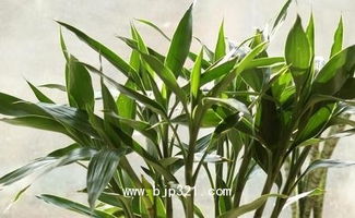 幸運(yùn)竹的養(yǎng)殖方法和注意事項