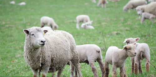 屬羊人虎年注意事項,屬羊搬家注意事項,2022年屬羊人注意事項