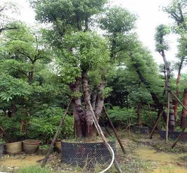 移栽,樹木,注意事項,夏天